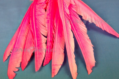 Декоративный Пучок из перьев, перо 25см/розовый - купить в Челябинске. Цена: 14.40 руб.