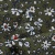 Плательная ткань "Фламенко" 11.2, 80 гр/м2, шир.150 см, принт растительный - купить в Челябинске. Цена 259.21 руб.